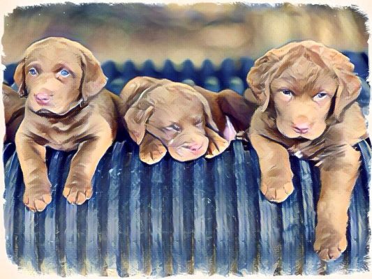 aridawn puppies painting